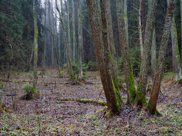Щільний Темний Ліс Болотному Місці 2021 — стокове фото