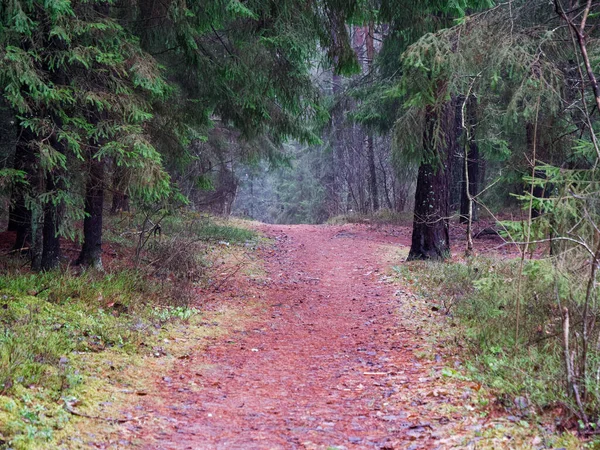 Dense Dark Spruce Forest Red Path 2021 — Stock Photo, Image