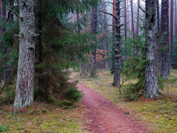 Dense Dark Spruce Forest Red Path 2021 — Stock Photo, Image