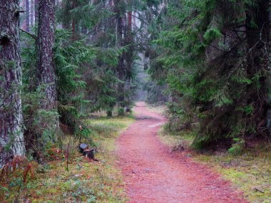 2021 kırmızı yolu olan yoğun koyu ladin ormanı.