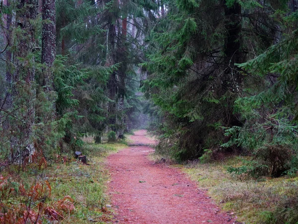 Dense Dark Spruce Forest Red Path 2021 — Stock Photo, Image