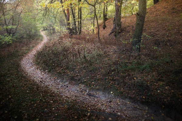 Otoño Camino Hojas Amarillas Bosque 2021 — Foto de Stock