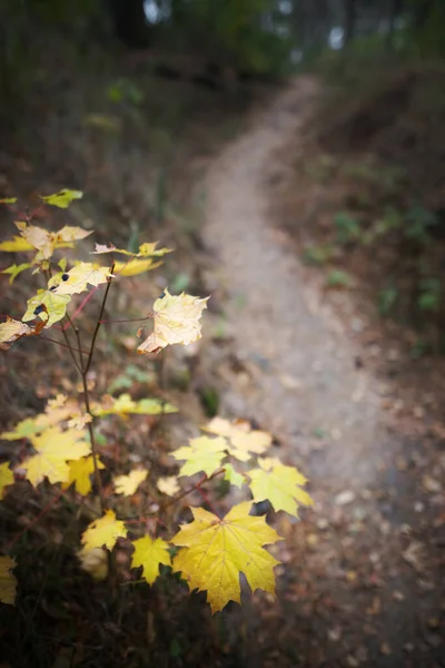 Jesień Lesie Żółte Liście Ścieżka 2021 — Zdjęcie stockowe