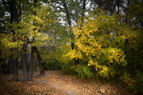 Осень Лесу Желтые Листья Путь 2021 — стоковое фото