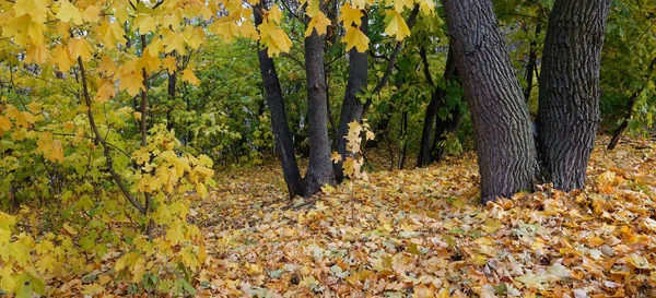 Herfst Het Bos Geel Bladeren Pad 2021 — Stockfoto