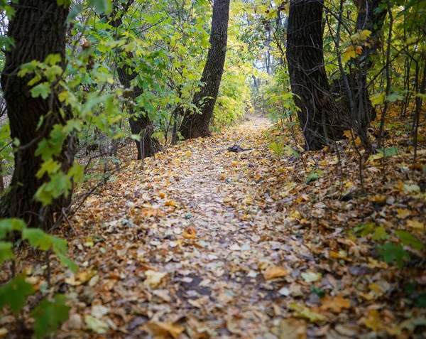 Herfst Het Bos Geel Bladeren Pad 2021 — Stockfoto