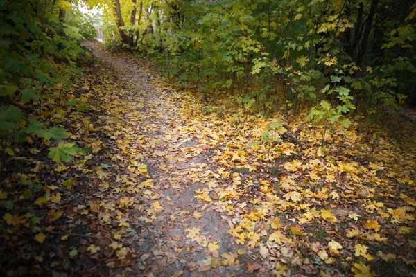 Automne Dans Forêt Feuilles Jaunes Chemin 2021 — Photo