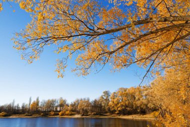 2021 sularının yakınındaki mavi gökyüzüne karşı sarılı sonbahar ağaçları.