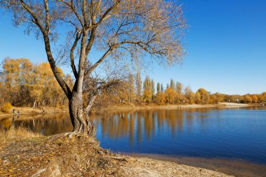 2021 sularının yakınındaki mavi gökyüzüne karşı sarılı sonbahar ağaçları.