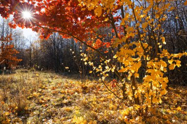 2021 sonbaharının sonlarında yeşil çimlerde sarı kırmızı yapraklar.