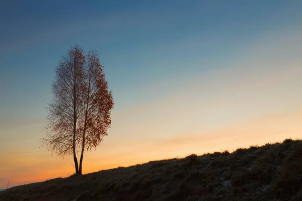 Samotne Drzewo Przy Drodze Świcie 2021 — Zdjęcie stockowe