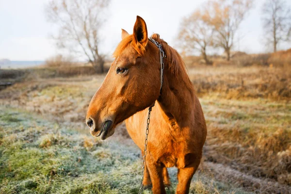 Cheval Baie Broute Sur Une Prairie Automne Aube 2021 — Photo