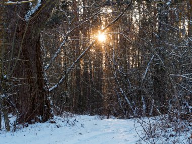 Orman yolu güneşte, soğukta.