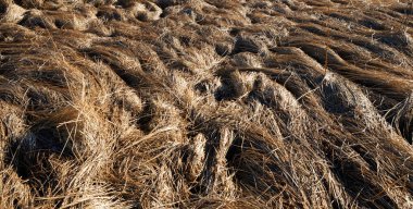 Karların altındaki kuru otlar, doğanın manzarası..