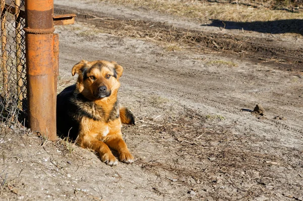 Ein Streunender Hund Liegt Auf Der Straße Der Sonne — Stockfoto