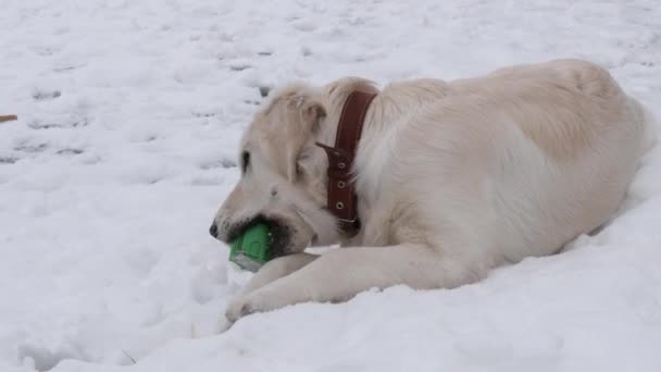 Mooie Grote Witte Hond Spelen Met Een Speelgoed Sneeuw — Stockvideo