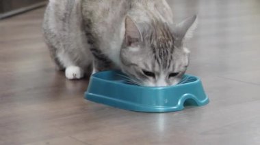 Hafif kedi bir kaseden yemek yer.