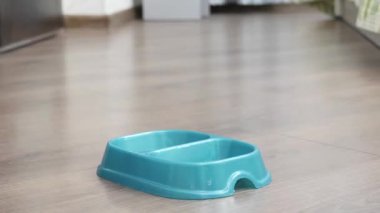 Hafif kedi bir kaseden yemek yer.