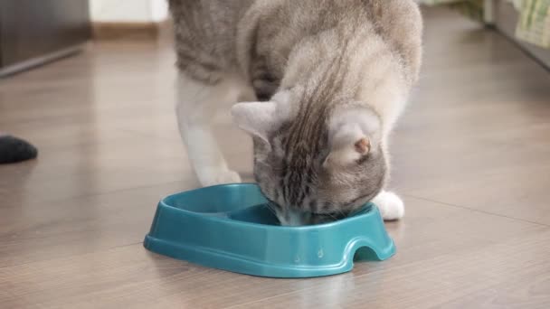 Light Cat Eats Food Bowl — Stock Video