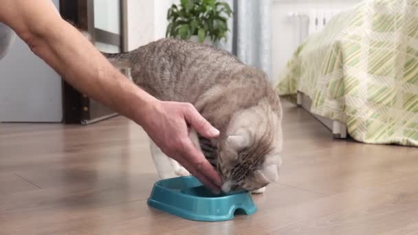 轻薄的猫吃碗里的食物 — 图库视频影像