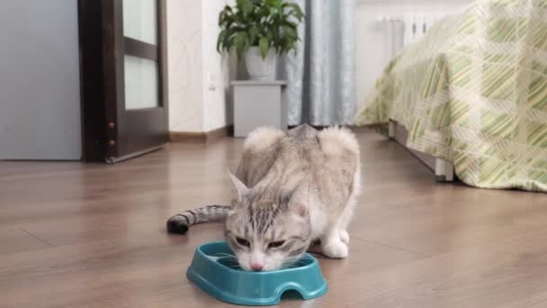 轻薄的猫吃碗里的食物 — 图库视频影像