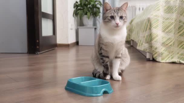 Легкий Кіт Їсть Їжу Миски — стокове відео