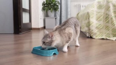 Hafif kedi bir kaseden yemek yer.