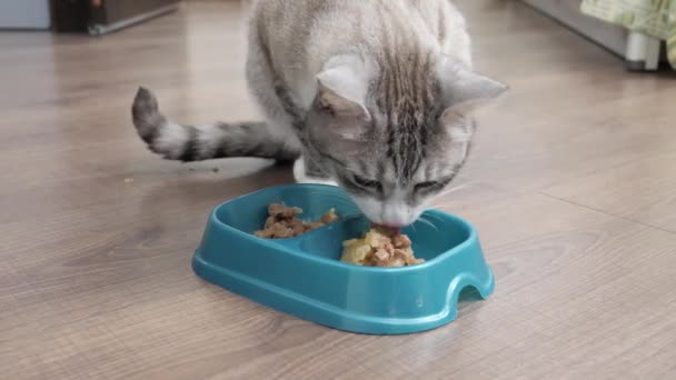 Light Cat Eats Food Bowl — Stock Video