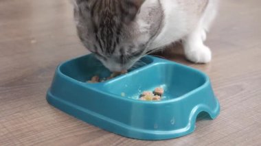 Hafif kedi bir kaseden yemek yer.