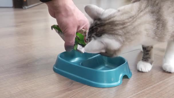 Легкая Кошка Ест Пищу Миски — стоковое видео