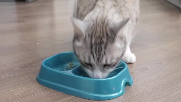 轻薄的猫吃碗里的食物 — 图库视频影像