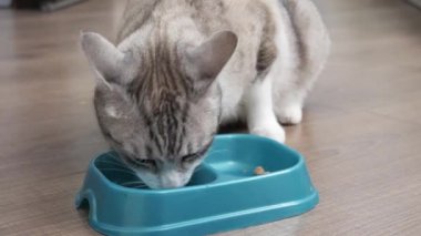 Hafif kedi bir kaseden yemek yer.