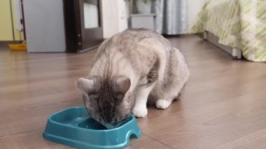 Hafif kedi bir kaseden yemek yer.