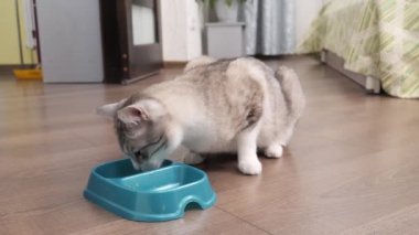 Hafif kedi bir kaseden yemek yer.