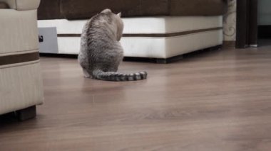 Güzel sarışın kedi diliyle kendini yıkar.