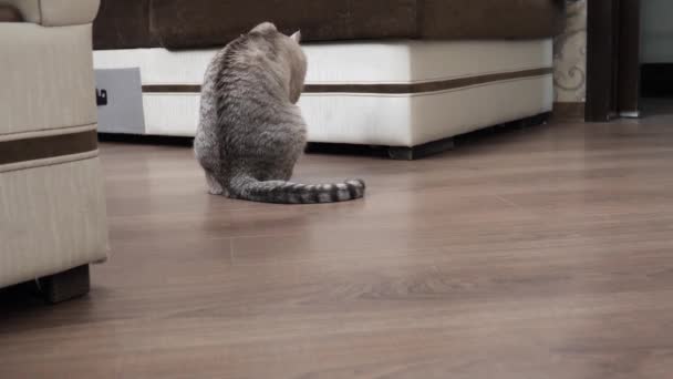 Krásná Blond Kočka Myje Svým Jazykem — Stock video