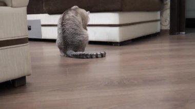 Güzel sarışın kedi diliyle kendini yıkar.