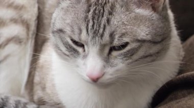 Güzel ışık kedisi yavaşça gözlerini kapar ve uykuya dalar.
