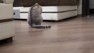 Adam yakışıklı bir kediyle oynuyor.