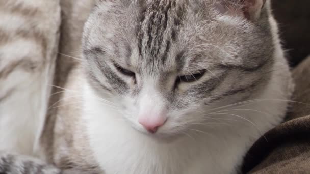 Beautiful Light Cat Slowly Closes His Eyes Falls Asleep — Stock Video
