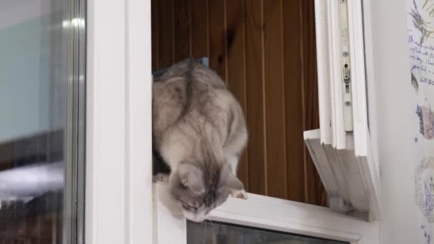 Schöne Helle Katze Fenster Spielt Mit Einem Mann — Stockvideo