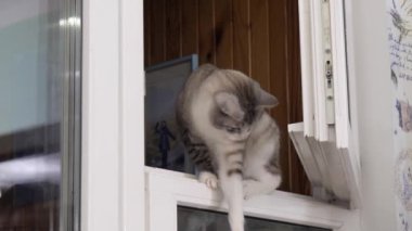 Pencerede güzel bir kedi bir adamla oynuyor.