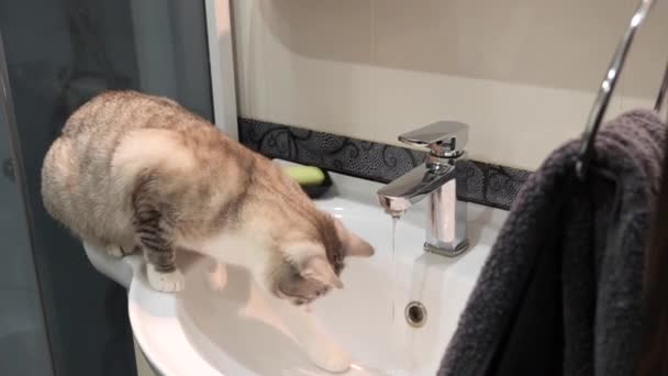 美しいブロンド猫がバスルームで水と遊ぶ — ストック動画