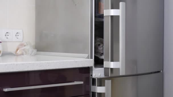 Красива Світла Кішка Виходить Холодильника — стокове відео