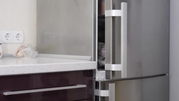 Schöne Helle Katze Kommt Aus Dem Kühlschrank — Stockvideo