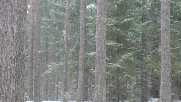 Blizzard Fortes Chutes Neige Dans Forêt Sapins — Video