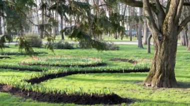 GOMEL, BELARUS - APRIL 19, 2021: green park in spring in Gomel 2021