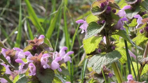 Primeira primavera roxo belas flores lungwort no prado — Vídeo de Stock