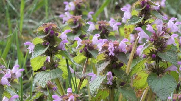 Eerste lente paars mooie bloemen longwort in het weiland — Stockvideo