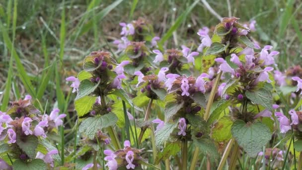 Eerste lente paars mooie bloemen longwort in het weiland — Stockvideo